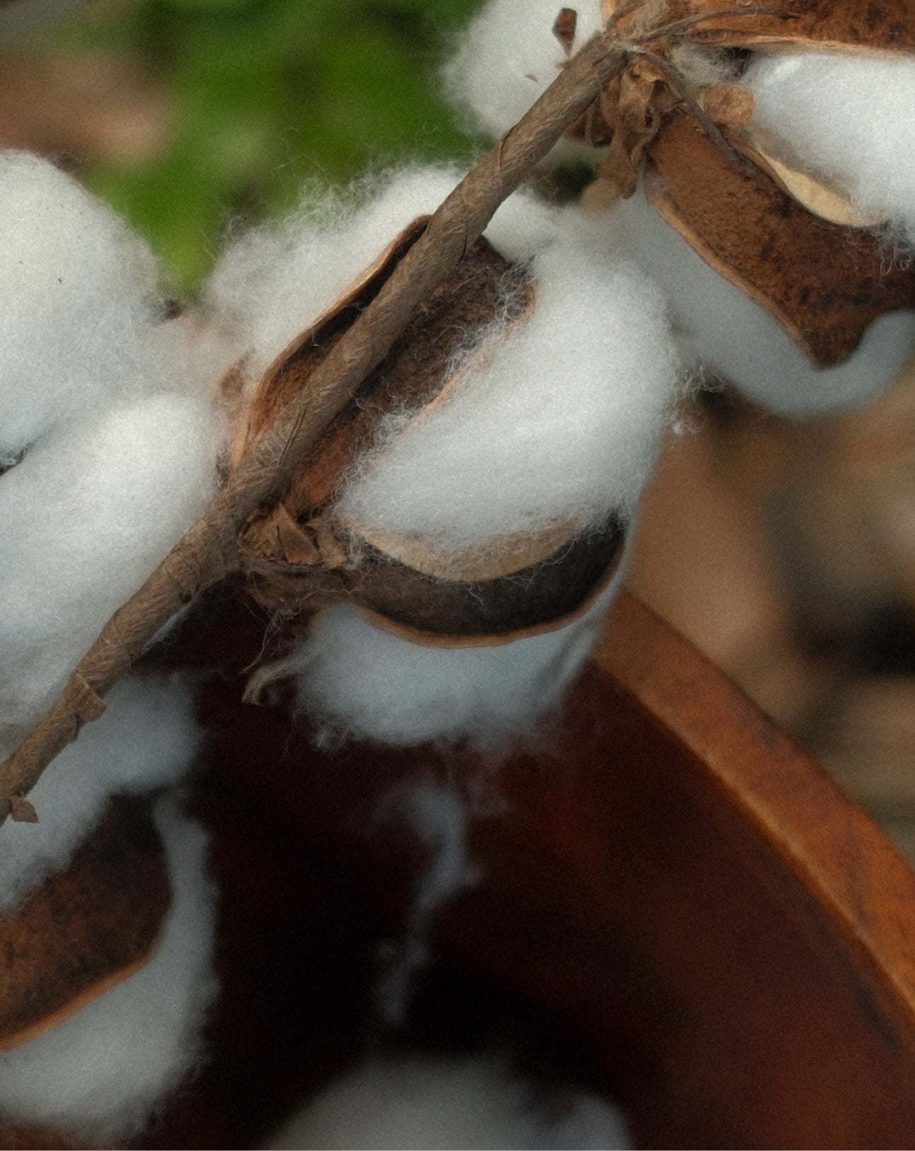 Cotton