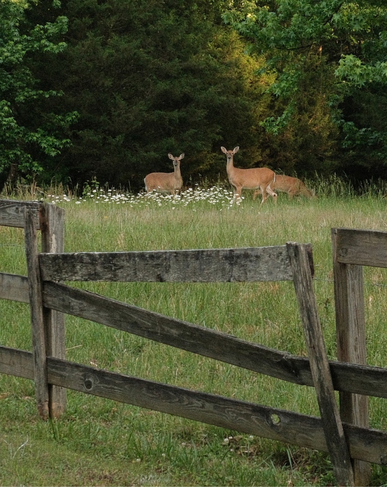 Deer in a grassy field with a wooden fence and trees in the background